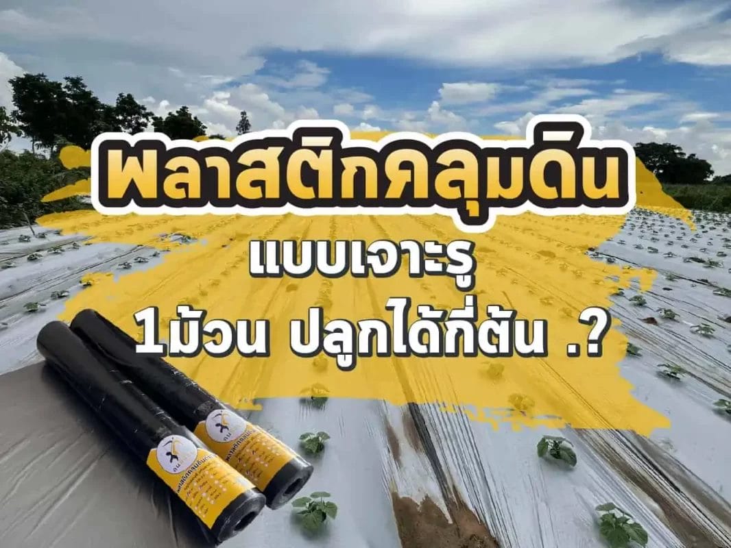 พลาสติกคลุมดินเจาะรู