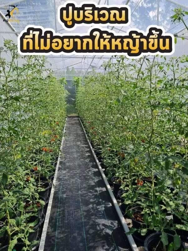 weed control ground sheet in green house